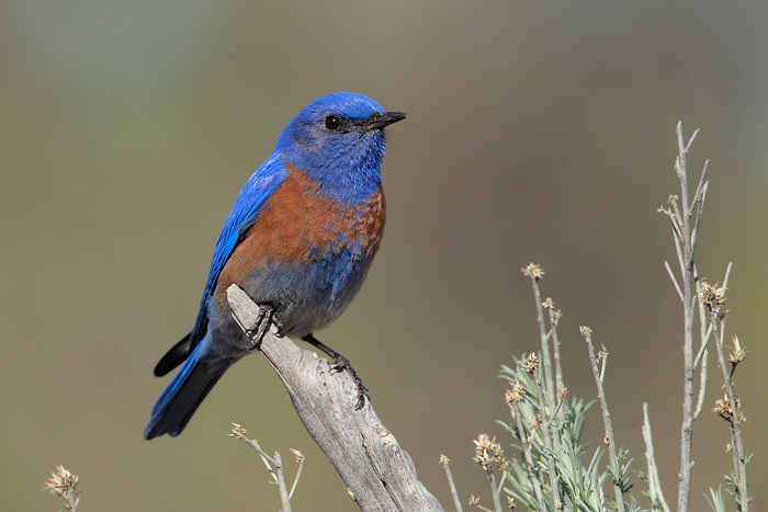 6364_Western_Bluebird_04-09-2010_0