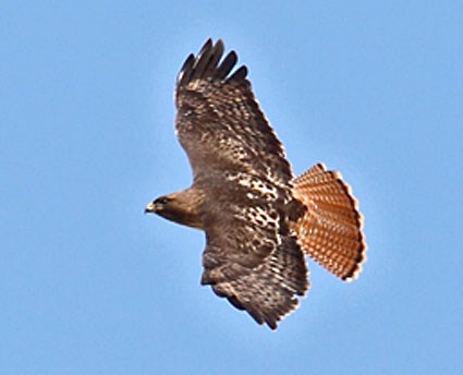 red_tailed_hawk_1